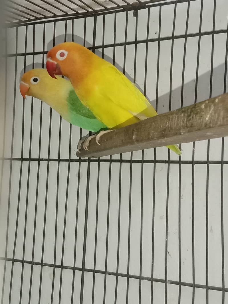 Breader pairs with eggs and chicks available in very reasonable price 8