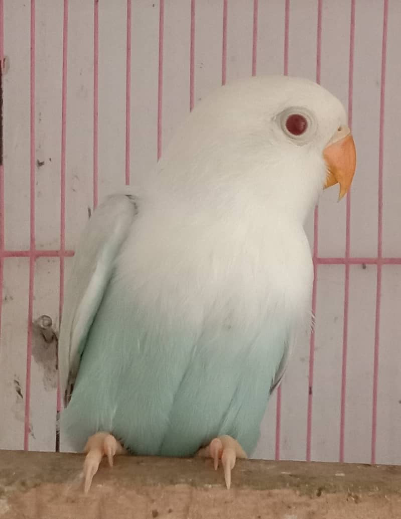 Breader pairs with eggs and chicks available in very reasonable price 9