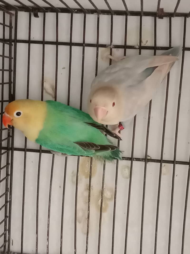 Breader pairs with eggs and chicks available in very reasonable price 10