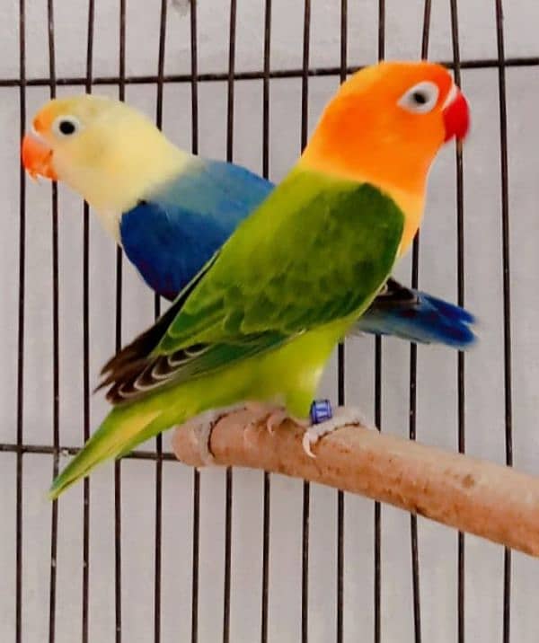 Breader pairs with eggs and chicks available in very reasonable price 11
