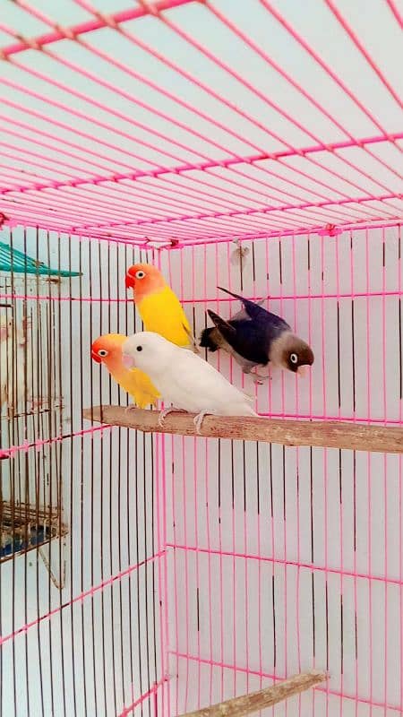 Breader pairs with eggs and chicks available in very reasonable price 12