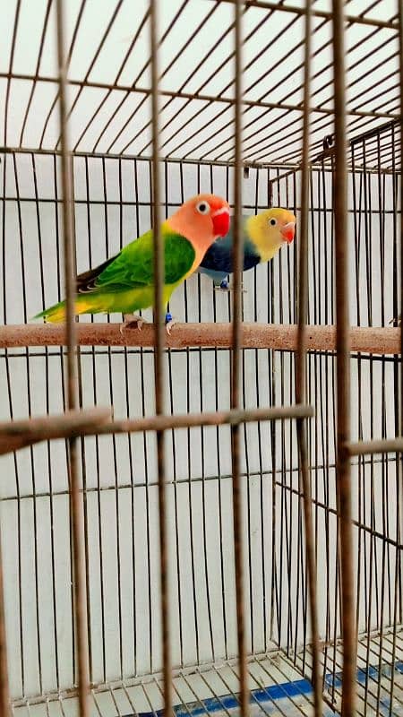 Breader pairs with eggs and chicks available in very reasonable price 13