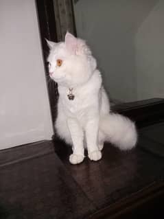 Double coat Persian cat for sale