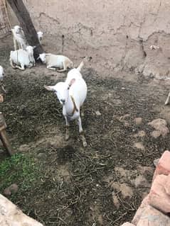 I have a goats for sale very beautiful only serious buyers contact