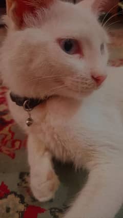 White Persian cat with ocean blue eyes