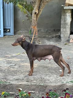 Doberman Puppies