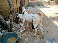 gulabi bakri