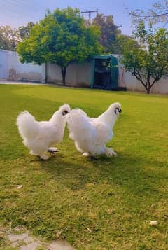 White silkie breeder set trio blue ear