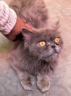 11 months russian kitten for sale