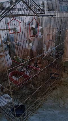 Parrot with house shape cage for sale.