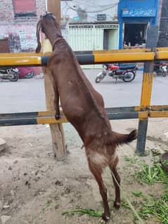 Doodh bakri for sale