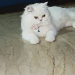 Persian cat