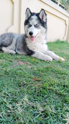 Siberian husky puppies 03258925374 WhatsApp Number