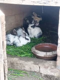 male and female Rabbits