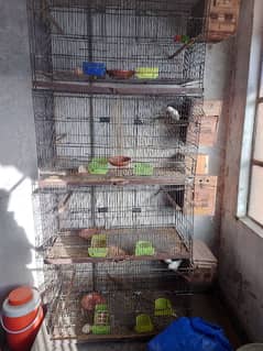 complete every for sale with cage and birds