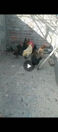 dasi murgiya egg laying