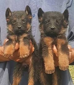 German Shepherd double coat Jodi for sale available