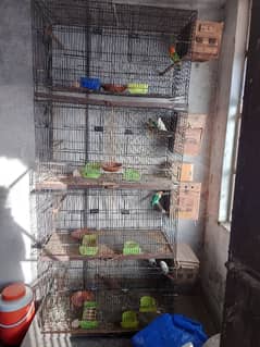 complete every for sale with cage and birds