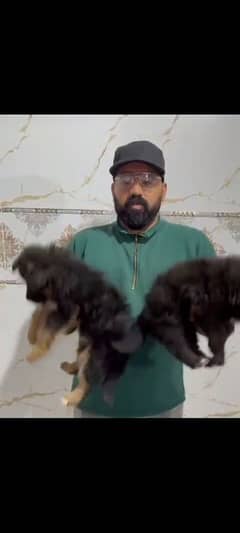 jurman shepherd puppies for sale