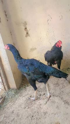 Aseel eggs or White Australorp eggs