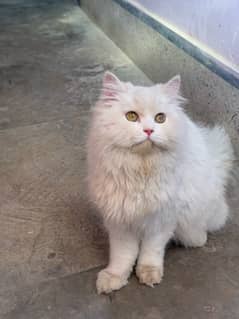 2female persian cats available  for sale