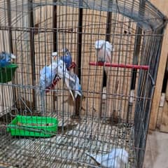 8 hogoromo budgies and 3 ND IB vaccinated desi chicks in quality .