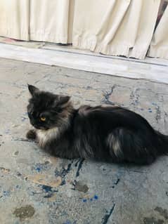 perssion cat for sale 5000