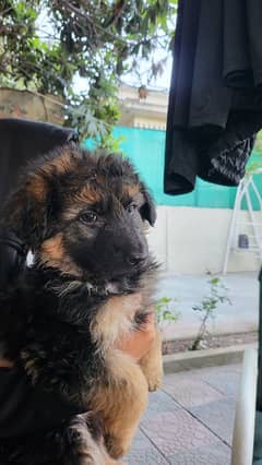 German Shepherd Female Pup