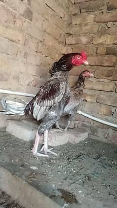 lasani shok ka pair for sell