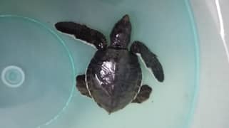 Imported black turtle for sale