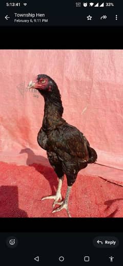 Long height high quality aseel hen