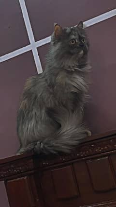 grey and golden Persian punch face triple coat cat