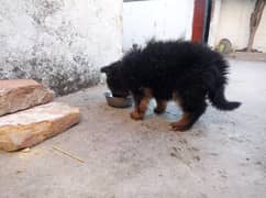 jurman shepherd Long  coat puppies for sale