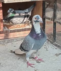 Blue Pied Male