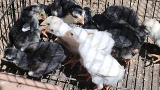 WHITE SHAMO x HEERA CHICKS| BLACK SHAMO CROSS MUSHKI CHICKS