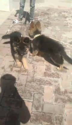 German shepherd puppies Double Coat My WhatsApp number 03001868066