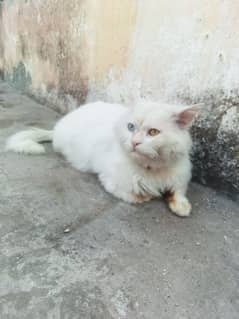 white Male cat odd eyes