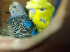 Hogoromo into simple budgie,parrots ,lovebird ,budgie