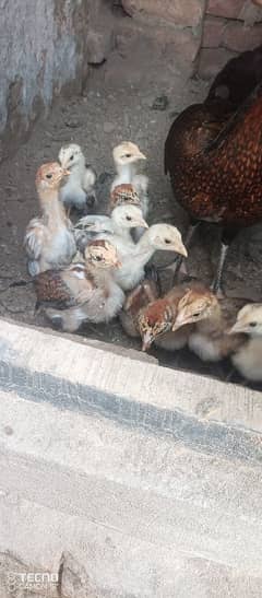 Pakistani aseel chicks 6weak age healthy fit bird