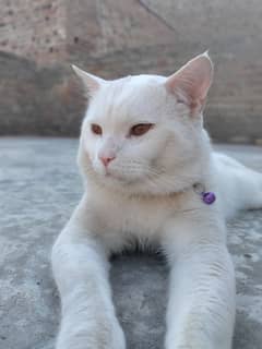 super friendly Turkish angora cat for adoption