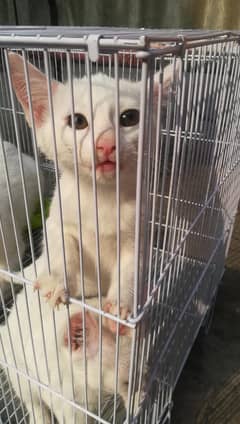 i want to sale my Irani cats. . . .