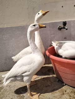 1 Male 2 Females Big White Ducks/Batkhain