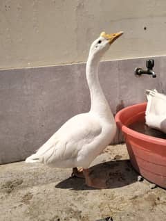 Pair of Big White Ducks/Batkhain