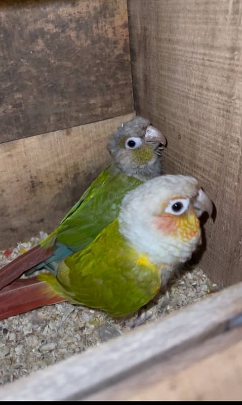 Conure parrots breeder pair 0