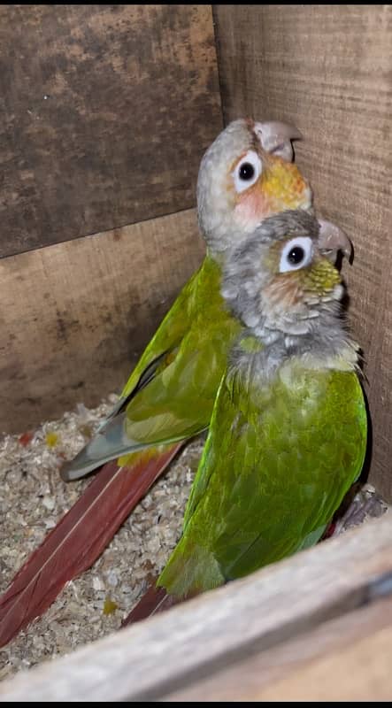 Conure parrots breeder pair 1
