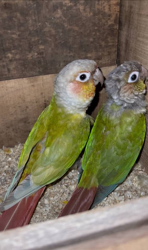 Conure parrots breeder pair 2