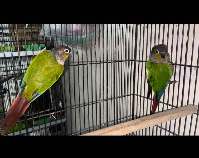 Conure parrots breeder pair 3