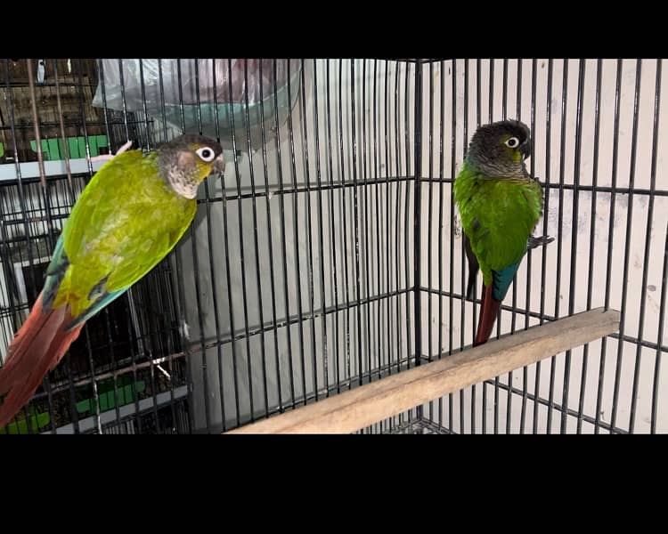 Conure parrots breeder pair 4