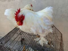 white bantam pair for sale in lahore