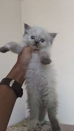 persian kitten